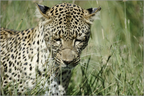 L'affût d'un léopard